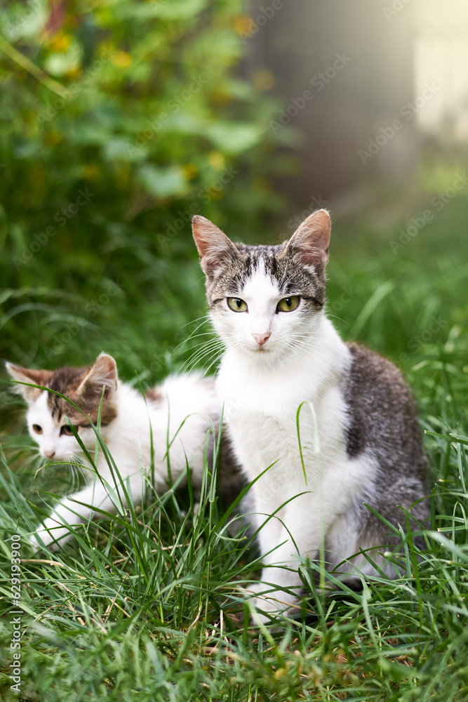 Young cats in the grass in summer.