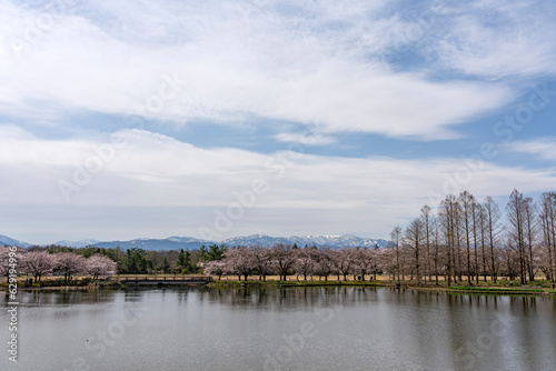 桜が美しい春の富山県中央植物園