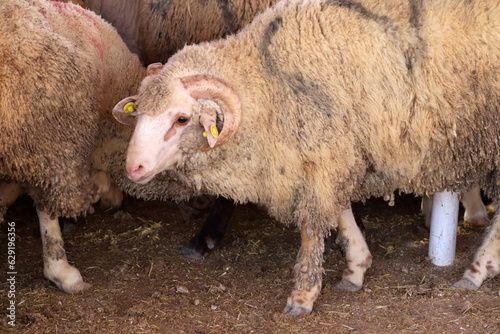 An Arab sheep standing in a sheepfold (Qurban in Eid al-Adha mubarak) Amman, Jordan - sheep, goats, lambs pens in Muslim and Arab countries