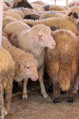 An Arab sheep standing in a sheepfold (Qurban in Eid al-Adha mubarak) Amman, Jordan - sheep, goats, lambs pens in Muslim and Arab countries