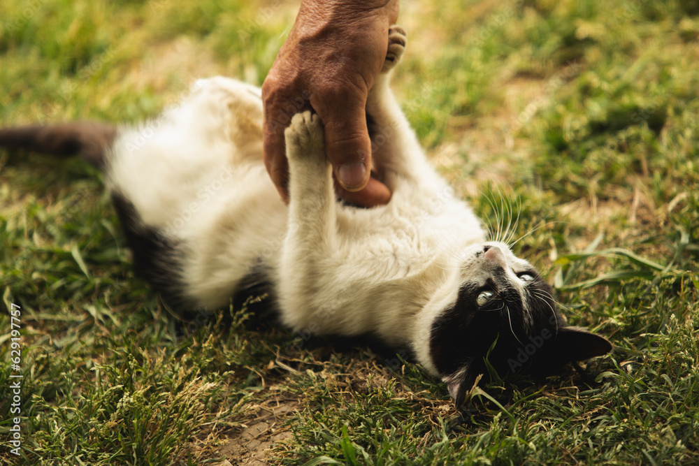 acariciando gato