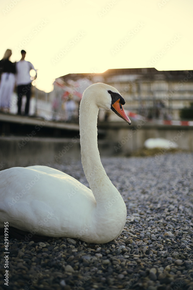 Fototapeta premium cisne al atardecer