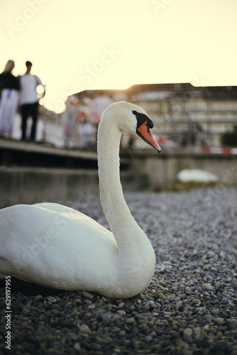 Fototapeta Naklejka Na Ścianę i Meble -  cisne al atardecer 