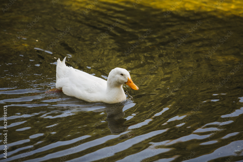 pato nadando pato nadando