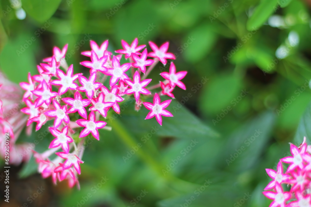 Image of beautiful pink pentas flowers in bloom in a garden Image of beautiful pink pentas flowers in bloom in a garden