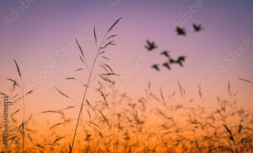 Colorful sunset with grass in the foreground and with a flock of birds in the background