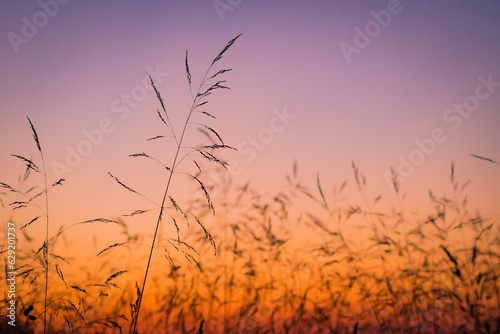 Colorful sunset with grass in the foreground
