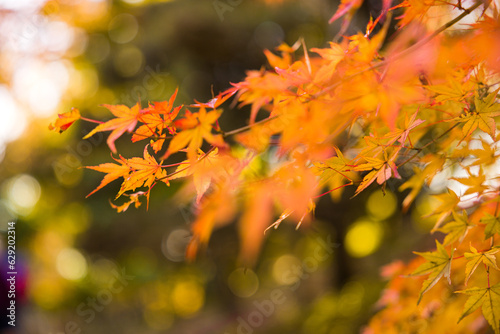 Orange leaves of Japanese maple tree
