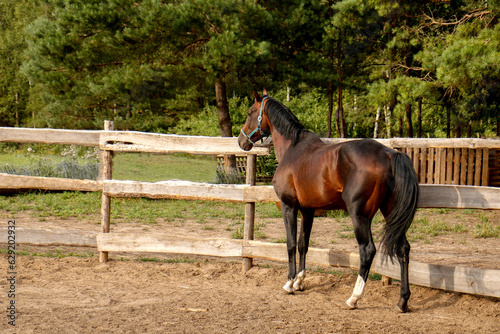 beautiful thoroughbred stallion in a fenced paddock