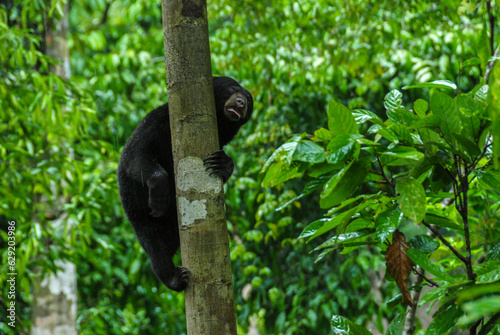 A sun bear climbing a tree in a rainforest in Bornean Sun Bear Conservation Centre in Sabah, Borneo, Malaysia