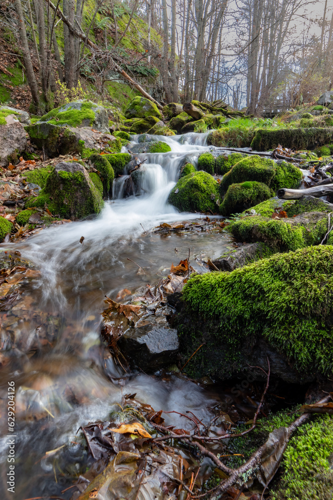 river in the forest