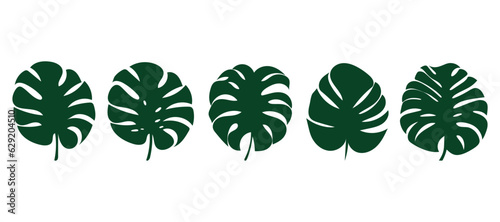 green monstera leaf highlighted on a white background.