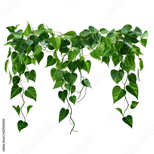 Ivy vine in natural green forest translucent background, Generative AI