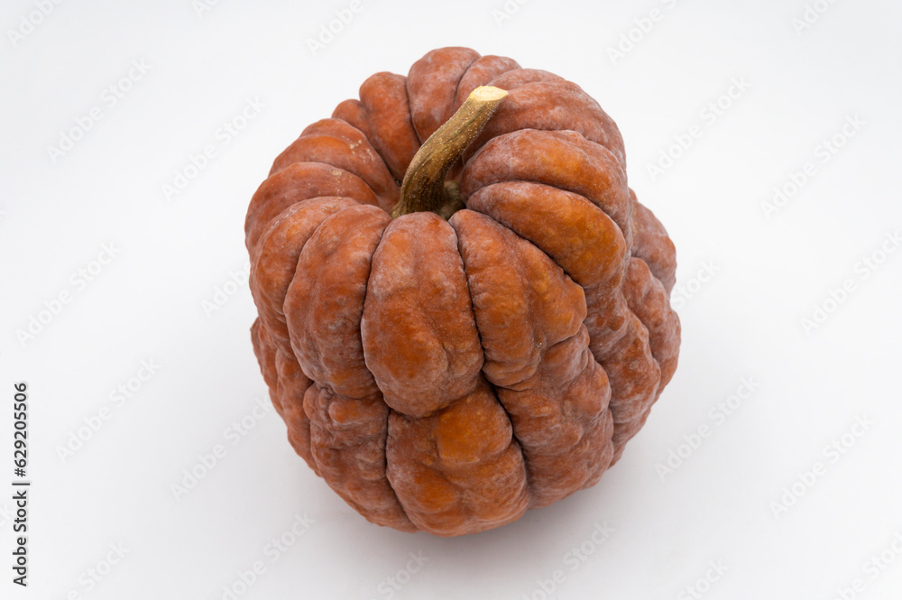 Courge