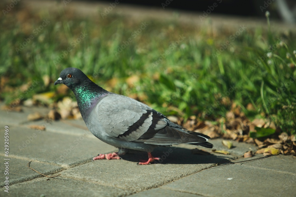 Obraz premium paloma 