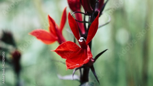 Rote Blume