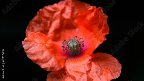 Mohn