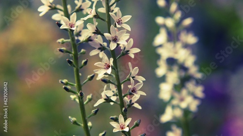 Weiße Blume