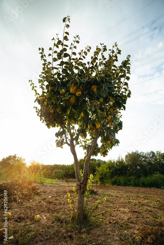 limonero al atardecer 