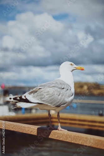 Majestic Coastal Encounter Seagull Perched by the Sea