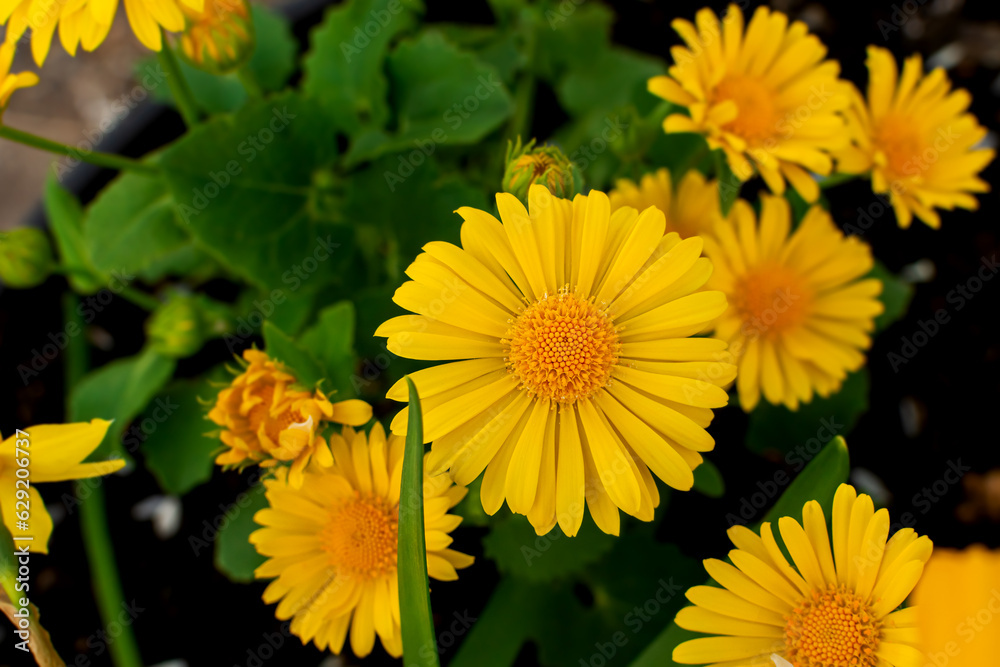 blooming yellow daisies Doronicum perennial flowering plant blooming yellow daisies Doronicum perennial flowering plant