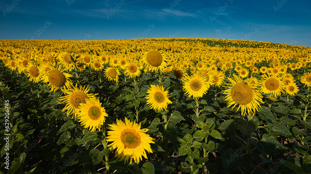 Fototapeta premium field of sunflowers