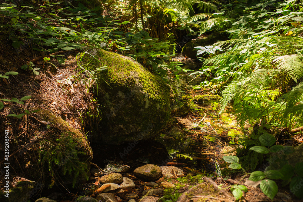Beautiful Bright Green moss grown up cover the rough stones and on the floor in the forest. Shallow depth of fields. Beautiful Bright Green moss grown up cover the rough stones and on the floor in the forest. Shallow depth of fields.