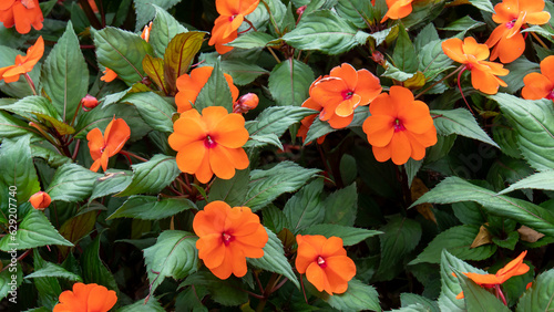 Closeup orange new guinea impatiens flowers in the garden with green leaf background.