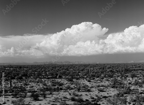 Film Image Sonora Desert Arizona Monochrome