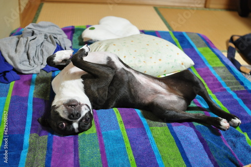 A cute dog