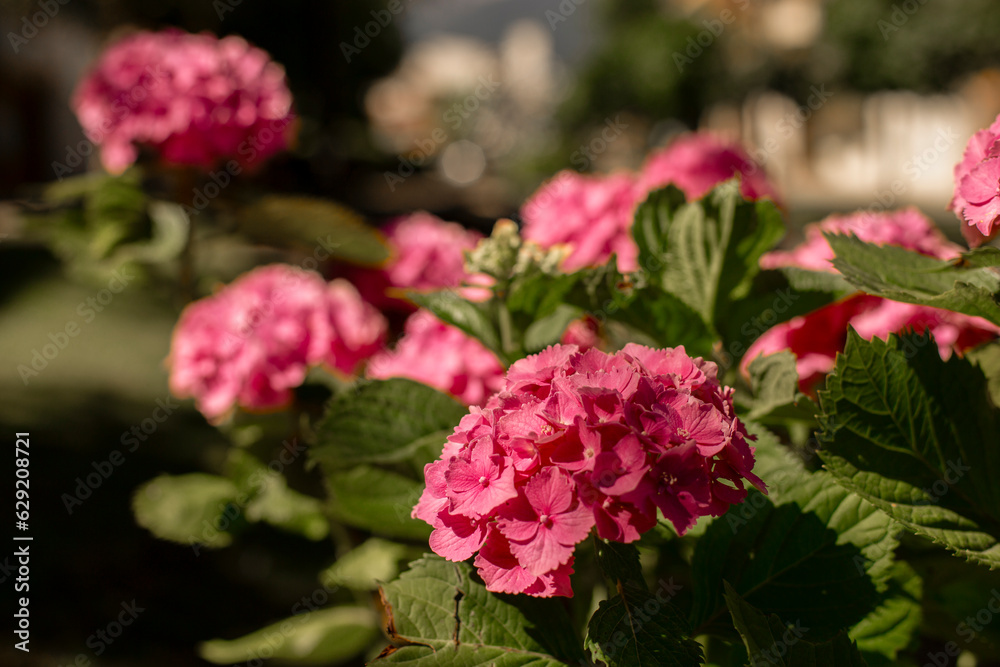 Pink hydrangeas bloom close-up in the garden with selective focus. natural flower background