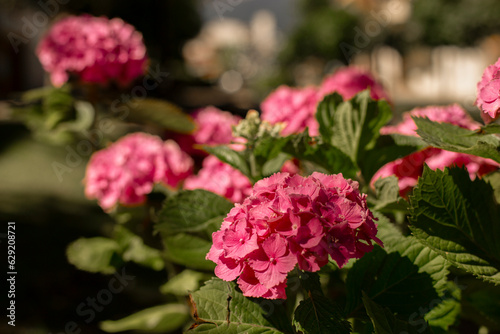 Pink hydrangeas bloom close-up in the garden with selective focus. natural flower background © Ирина Селина