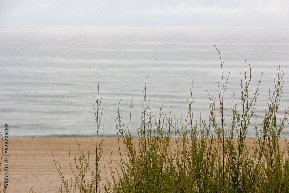 atlantic beach with plants at the foreground at summer time