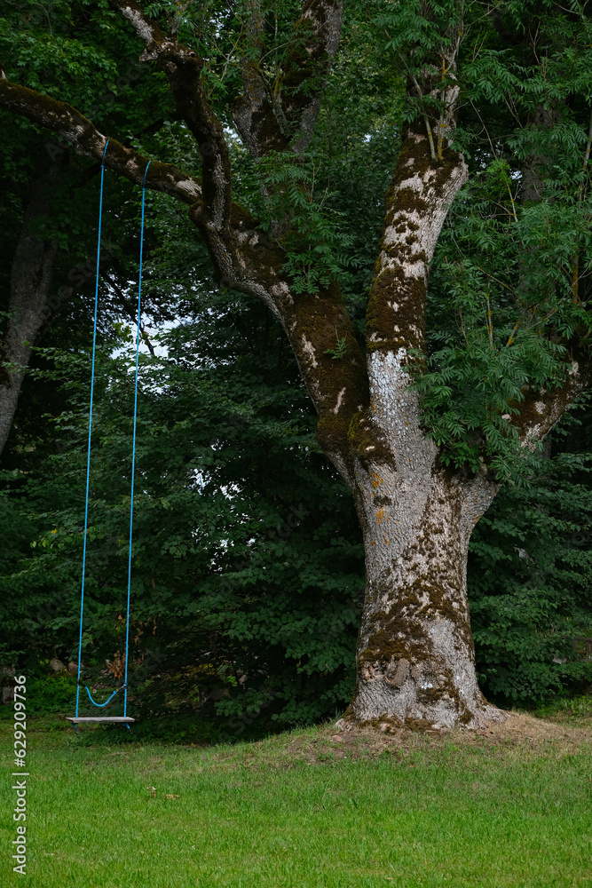 Obraz premium swing on a green meadow hanging in big old ash tree branch