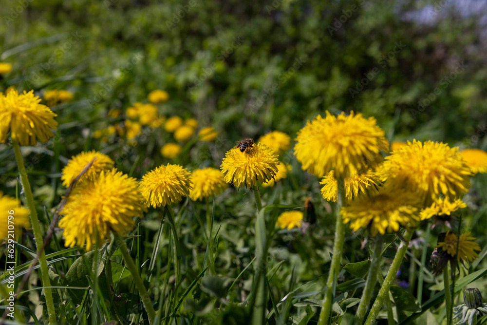 yellow spring dandelions blooming in the field yellow spring dandelions blooming in the field