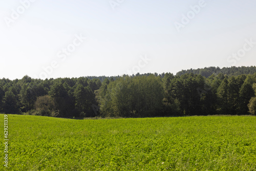 field with grass for harvesting fodder for cows