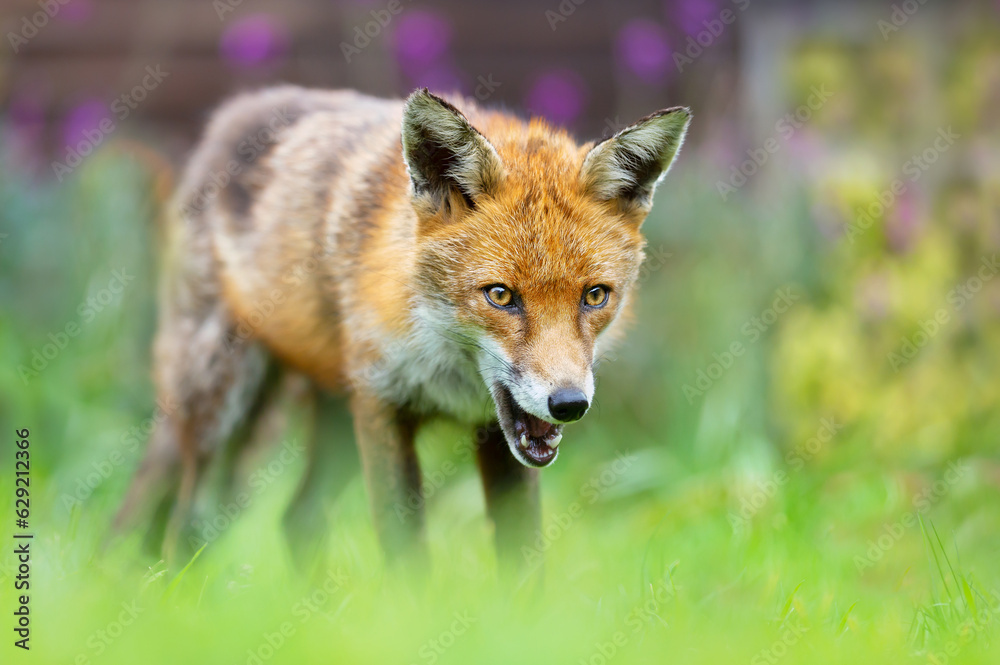 Fototapeta premium Red fox standing on green grass in summer