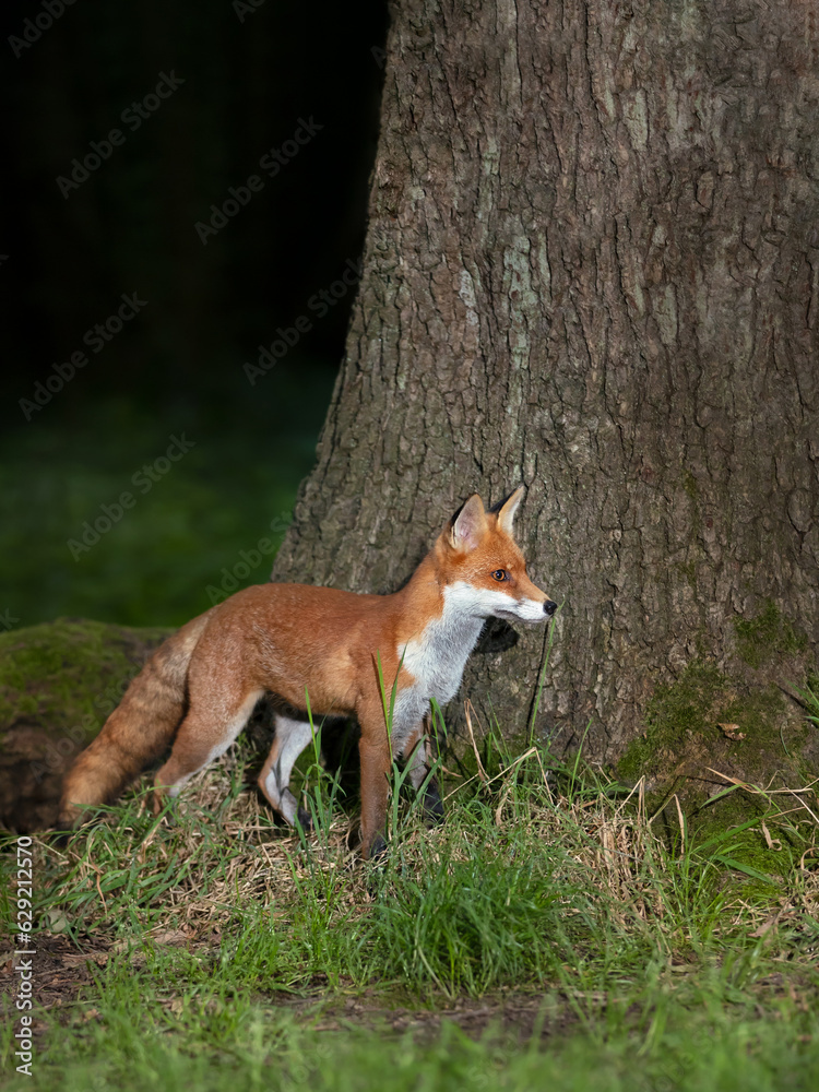 Red fox standing by a tree in late evening Red fox standing by a tree in late evening