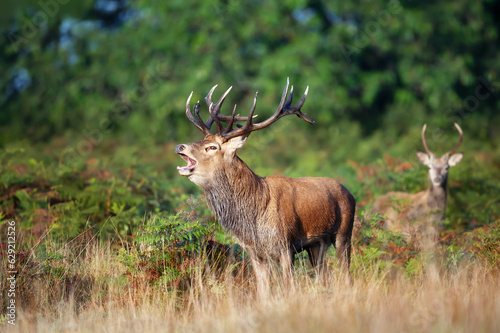 Red deer stag calling during the rut in autumn © giedriius