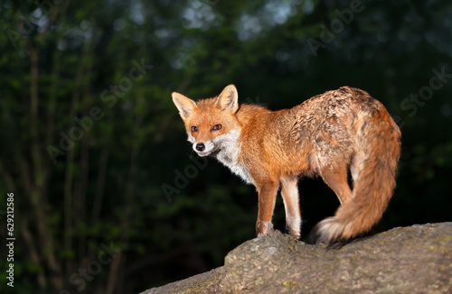 Fototapeta Naklejka Na Ścianę i Meble -  Red fox standing on a fallen tree in a forest