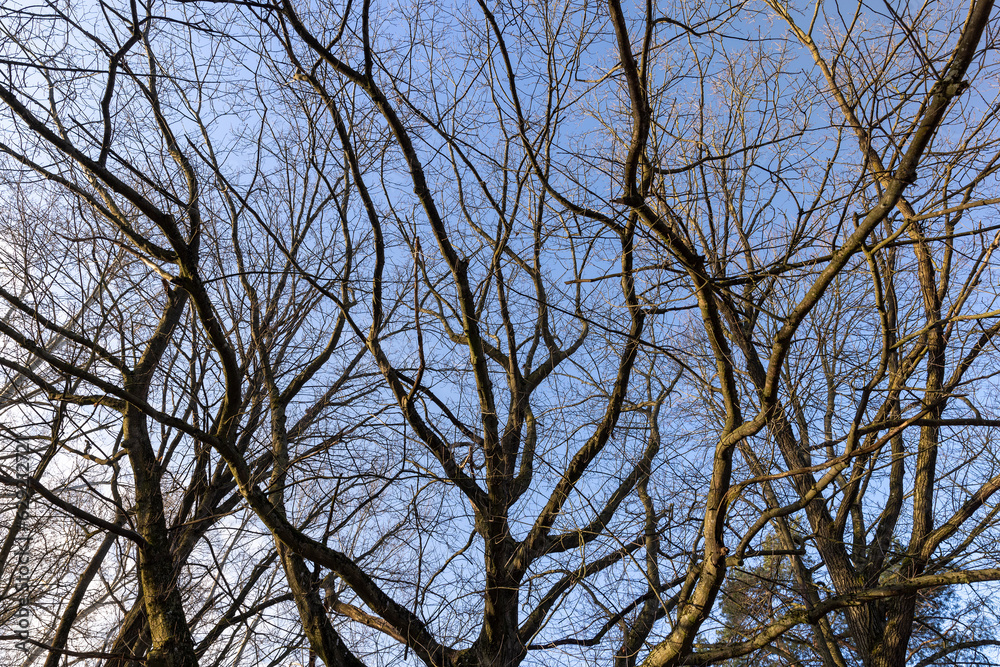 Bare trees in early spring in sunny clear weather Bare trees in early spring in sunny clear weather