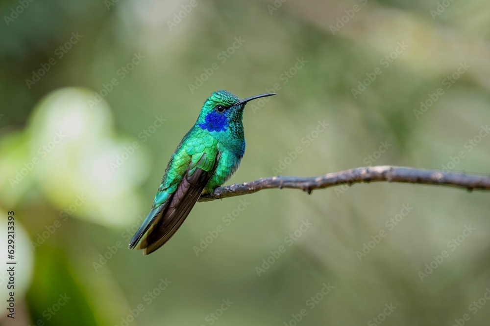 Fototapeta premium Hummingbird on a thin branch in a sunny outdoor setting, exhibiting signs of contentment and joy
