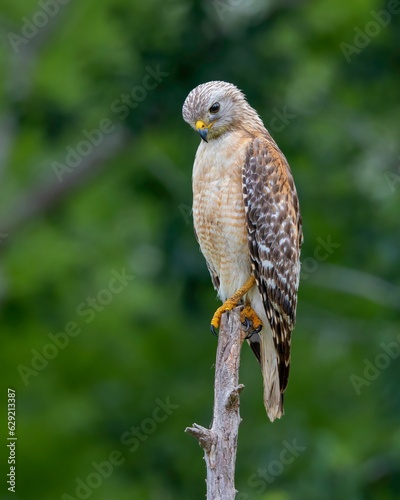 Solitary hawk bird perched atop a barren branch in the midst of an autumnal forest setting
