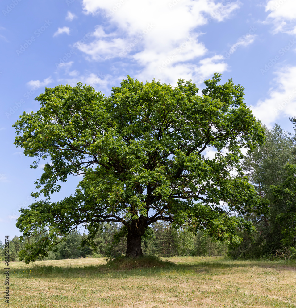Fototapeta premium old tall oak with green foliage during drought