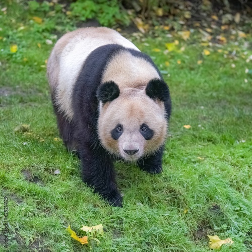 Fototapeta Naklejka Na Ścianę i Meble -  A giant panda in greenery field