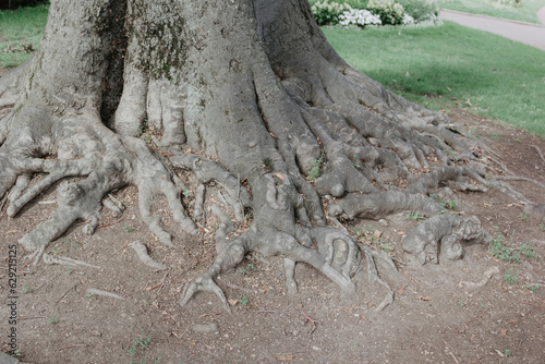 Root photo