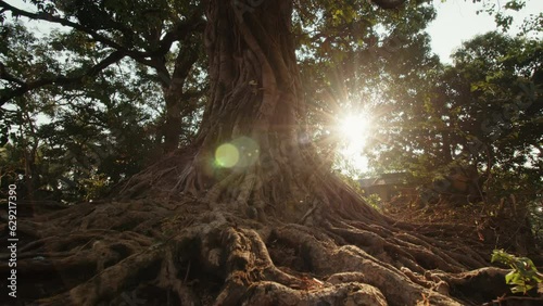 Powerful long roots around a large tree at dawn illuminated by the morning sun breaking through the branches. Mystical mysterious landscape with a dense tree. Concept of old mystical tree