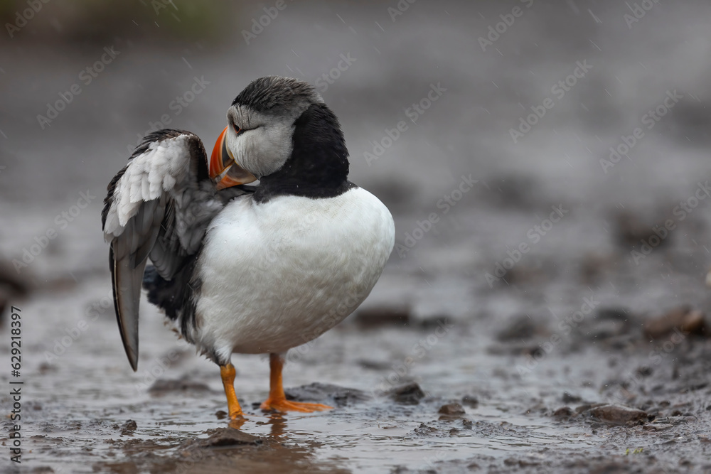 Colourful puffin bird standing on wet muddy track preening itself Colourful puffin bird standing on wet muddy track preening itself