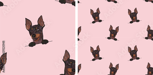 Seamless pattern with dog in a pocket, with paws only. Pink Packaging, textile, decoration, wrapping paper. Trendy hand-drawn funny English toy terrier dogs, square pattern. Pattern with dog faces.