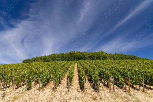 Typical vineyards near Aloxe-Corton, Cote de Nuits, Burgundy, France photo